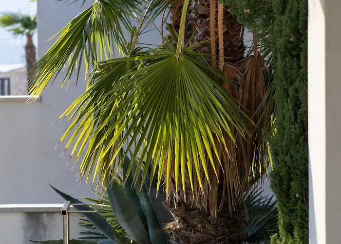 White Palm Excelsior * Seget Vranjica