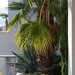 White Palm Excelsior * Seget Vranjica