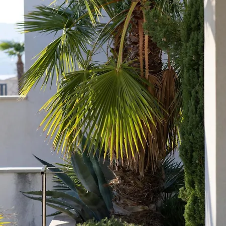 White Palm Excelsior * Seget Vranjica